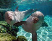 delfines