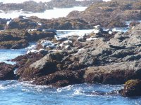 Rocky Shoreline