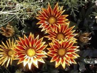 Horniman Gardens Flowers 1