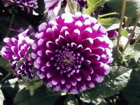Horniman Gardens Flowers 2