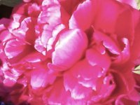 Peony
