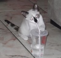 ceci tomando suco