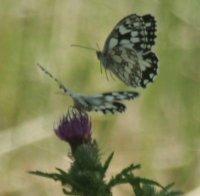 mariposas