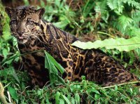 leopardo2