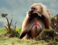 mandril