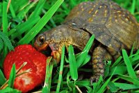 tortuga1