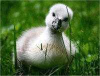 patito