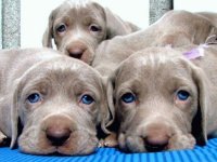 Que lindos!!!