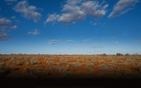 Desert Spinifex