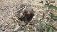 Echidna