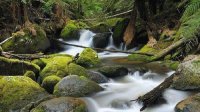 Belleza En Verde