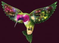 Colibrí