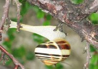 Circus snail