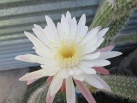 flor izta