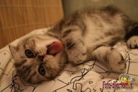 gatto tenero