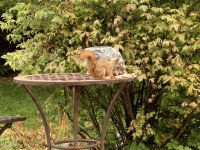 Backyard Squirrel - Alberta, Canada
