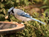 Blue Jay Eating Peanuts_Alberta, Canada