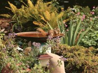 Squirrel in Birdbath, Alberta, Canada