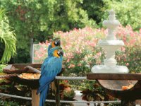 Playa Del Carmen, Mexico - Birds