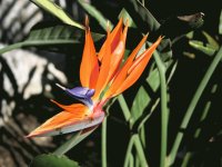 Playa Del Carmen Mexico - Flower