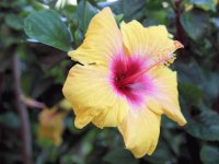 Playa Del Carmen Mexico - Flower 2
