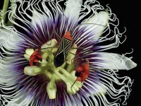 passion flower