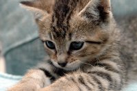 gattino