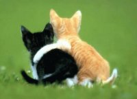 gattini