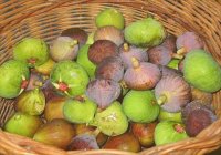 Fig basket