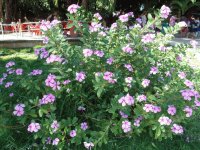 flores