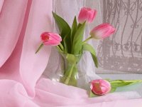 Tulipanes