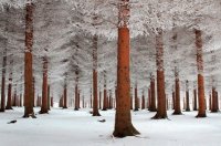 White Forrest