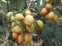 Frutos