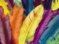 Feathers