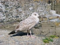 SeaGull