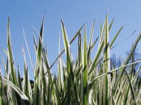Grass