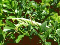 Praying Mantis
