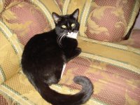 SILVESTRE