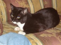 gato SILVESTRE