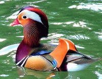 Mandarin Duck