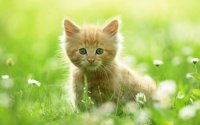 Gatito