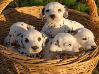 Perritos en cesta