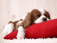 Perrito haciendo siesta