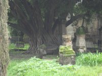 Panteon d Belen Guadalajara Jal. (arbol del vampir