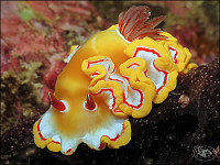 Molluschi marini