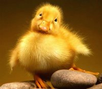 Ducky