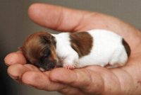 Little Puppy