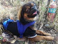 Toben