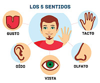 los 5 sentidos