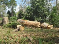 huge log